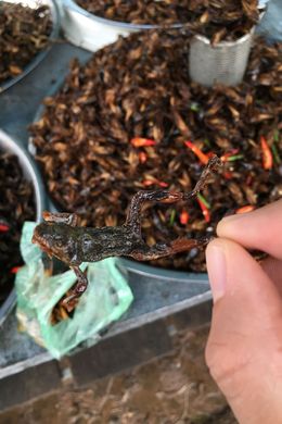 Photo of Bizarre foods This was at the beginning before the bbq area. Crickets, frog, silkworms, you name it! , Maria T - July 2016