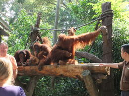 Photo of Happy Orangutans The Orangutans spend their time free in the trees throughout the zoo, coming down to the breakfast area for fruit. They are free to decide not to come if they wish, however I suspect the lure of ... , Susan D - November 2014