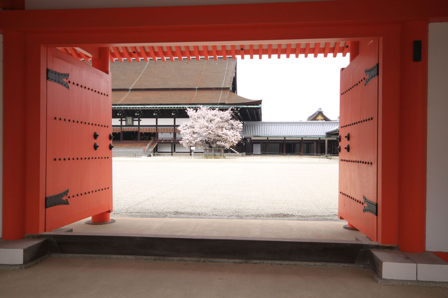 Imperial Palace Cherry Blossoms