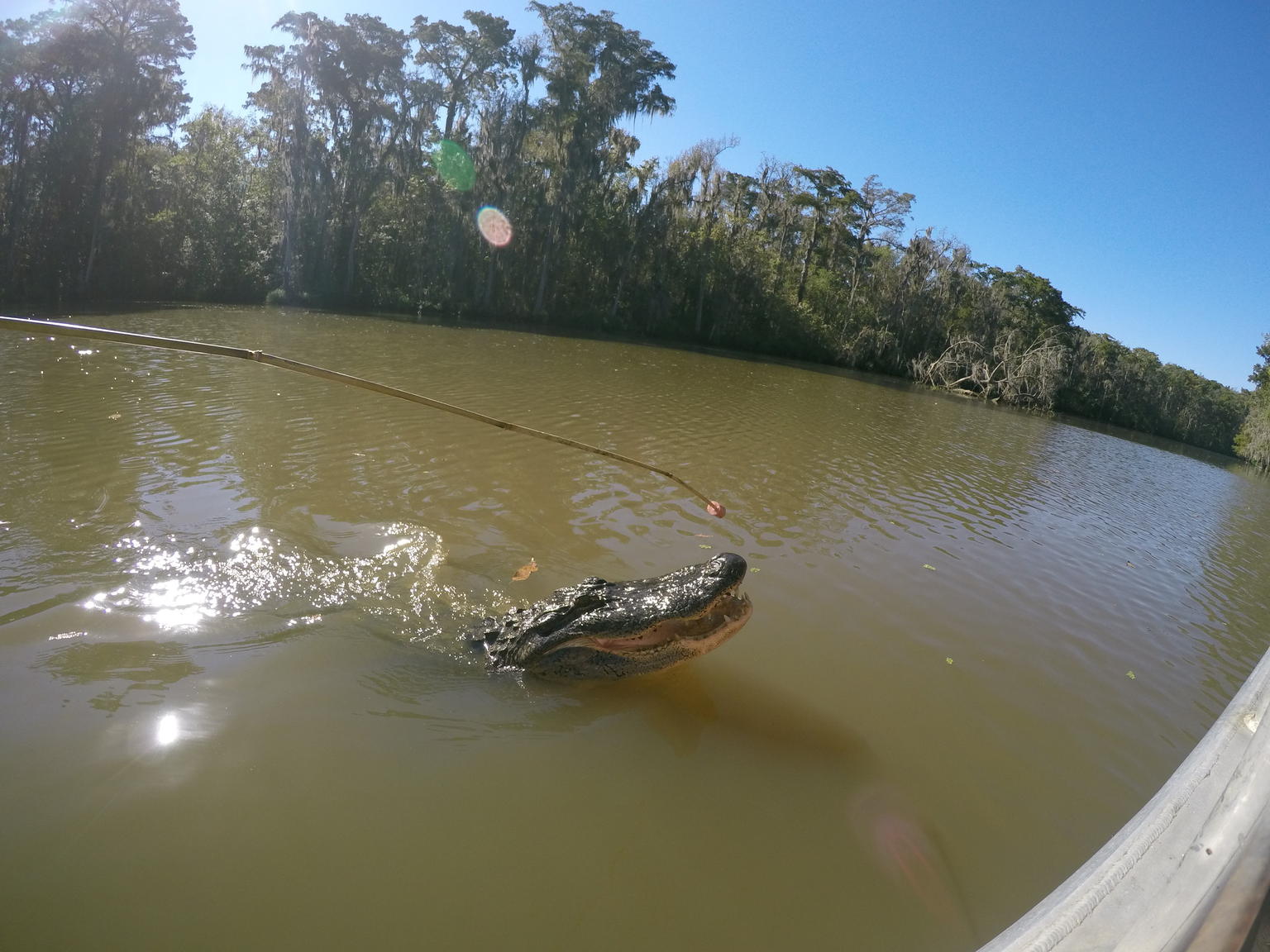 Lola, the alligator