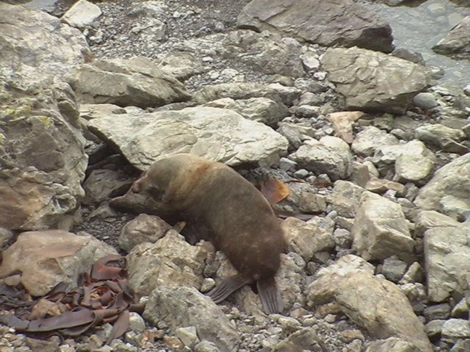 Seal colony