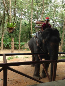 Photo of Mahout and his Elephant This was after we'd been on our Elephant ride and just before we fed her. , plucka73 - January 2015