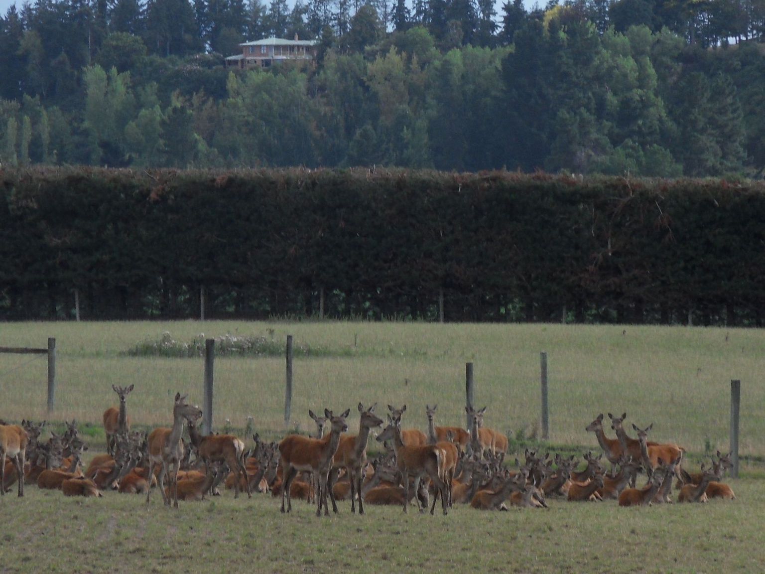 Deer at Pasture