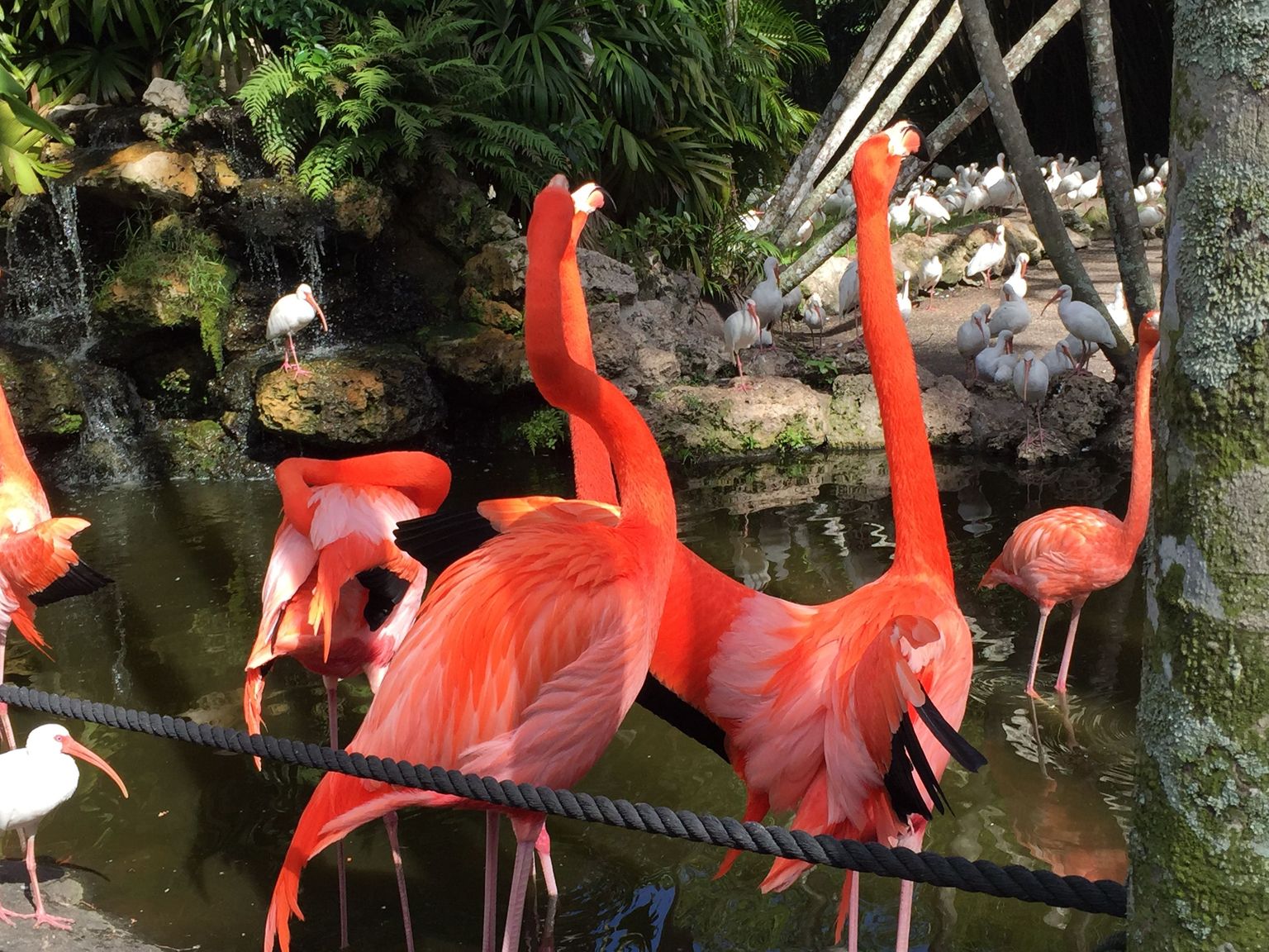 Flamingos