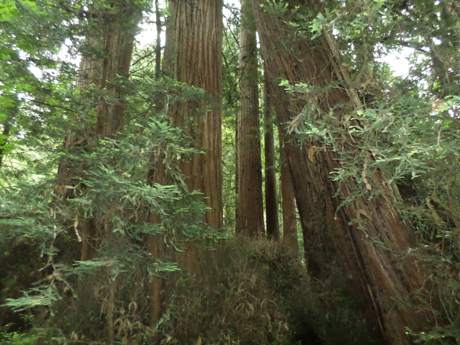 Muir Woods