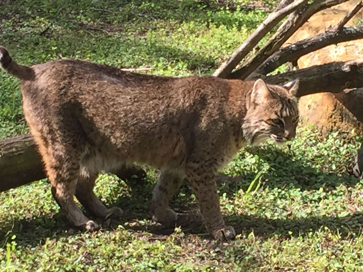 Bobcat
