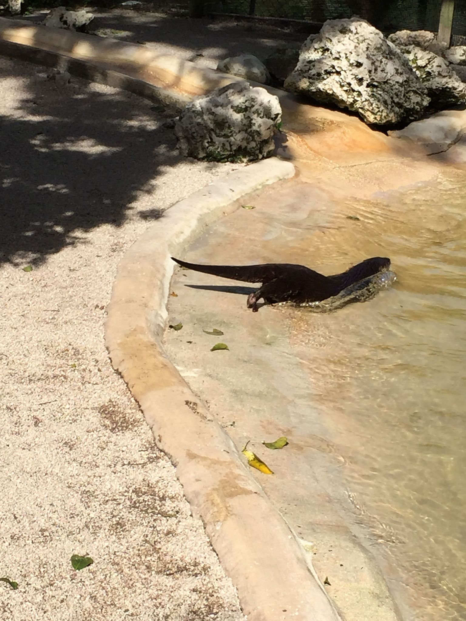 Otters
