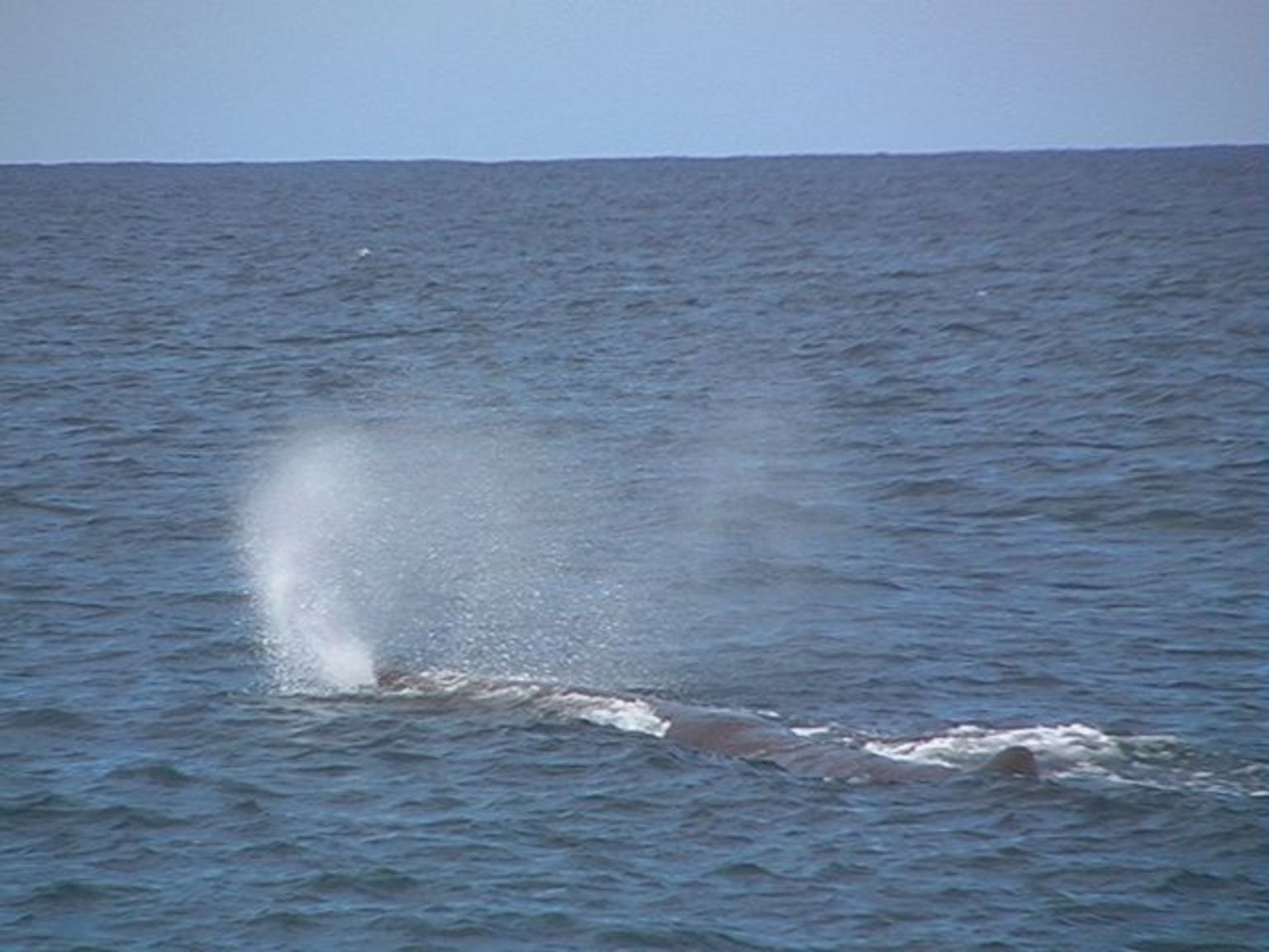 Sperm Whale surfaces