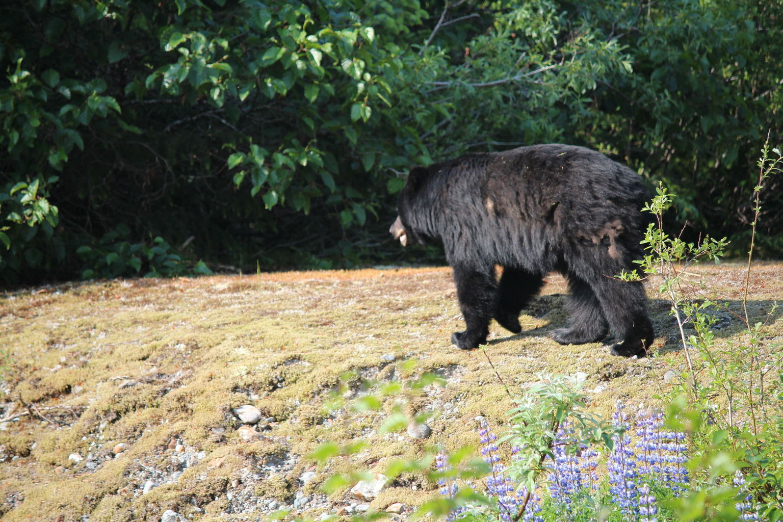 BEAR