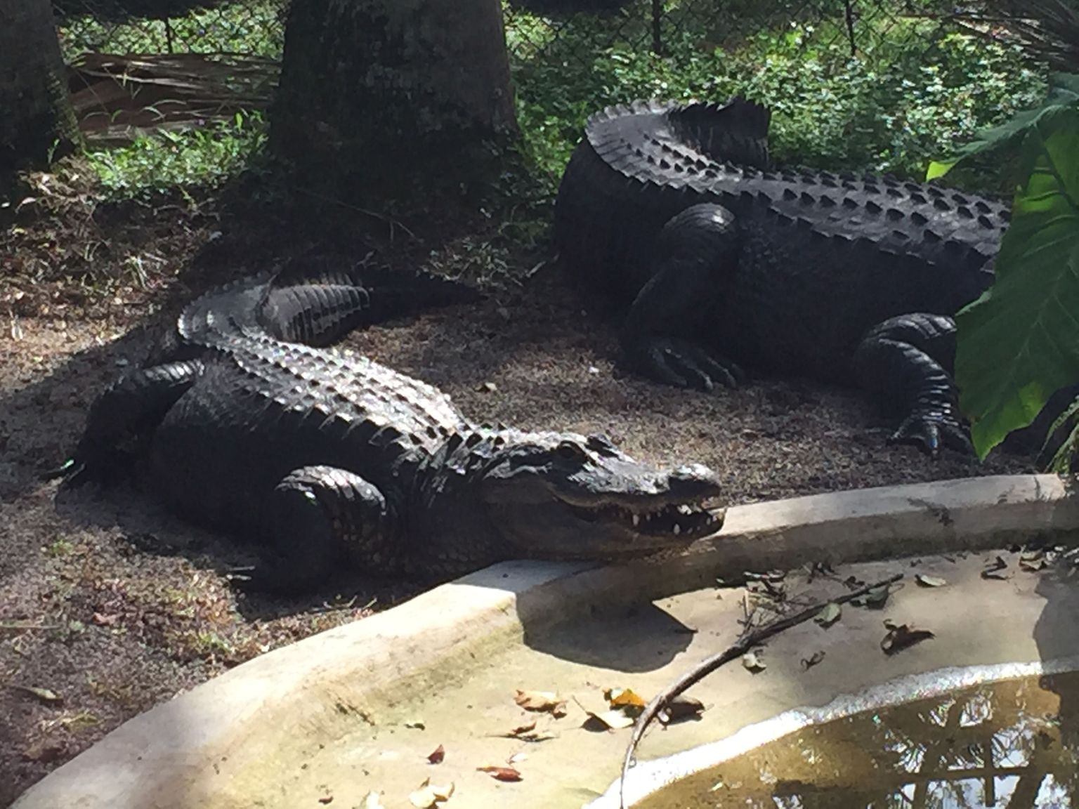 Crocodiles