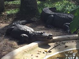 Photo of Crocodiles You can't go to Florida and not see some Crocs!, JennyC - February 2015