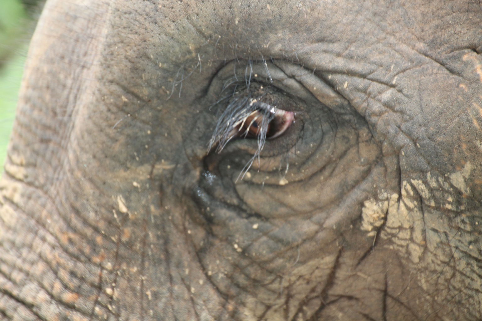 Elephant Eye!