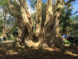 Photo of Florida's largest tree This tree is 54 foot round... You need a 'group hug' to get around this puppy!, JennyC - February 2015
