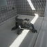 Photo of Las Vegas Excursão ao Red Rock Canyon Giant lizard at the information center.