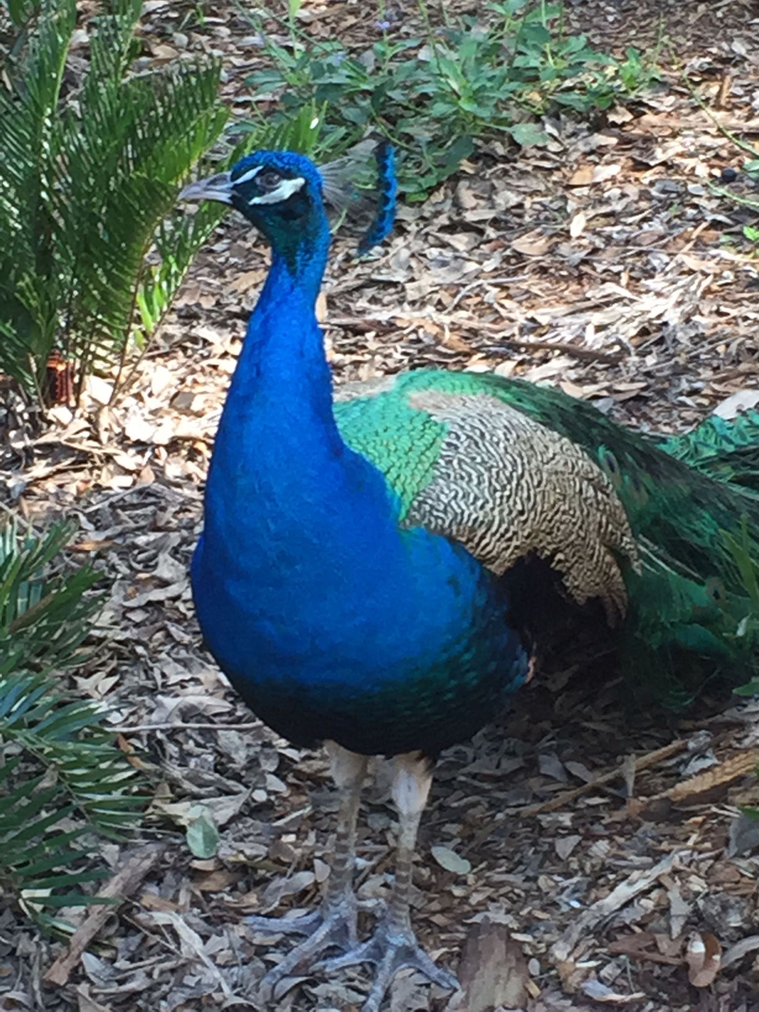 Peacock