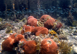 Photo of mangrove_0213 The amazing and one of a kind mangroves in Hurricane Hole. The best snorkeling in Coral Bay! , sailpepper - September 2013