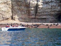 Photo of Nazca Lines Air Tour and Ballestas Islands Day-Trip Approaching a colony of sea lions at Ballesta Islands just far enough to take good photos, Tim Leffel - August 2011