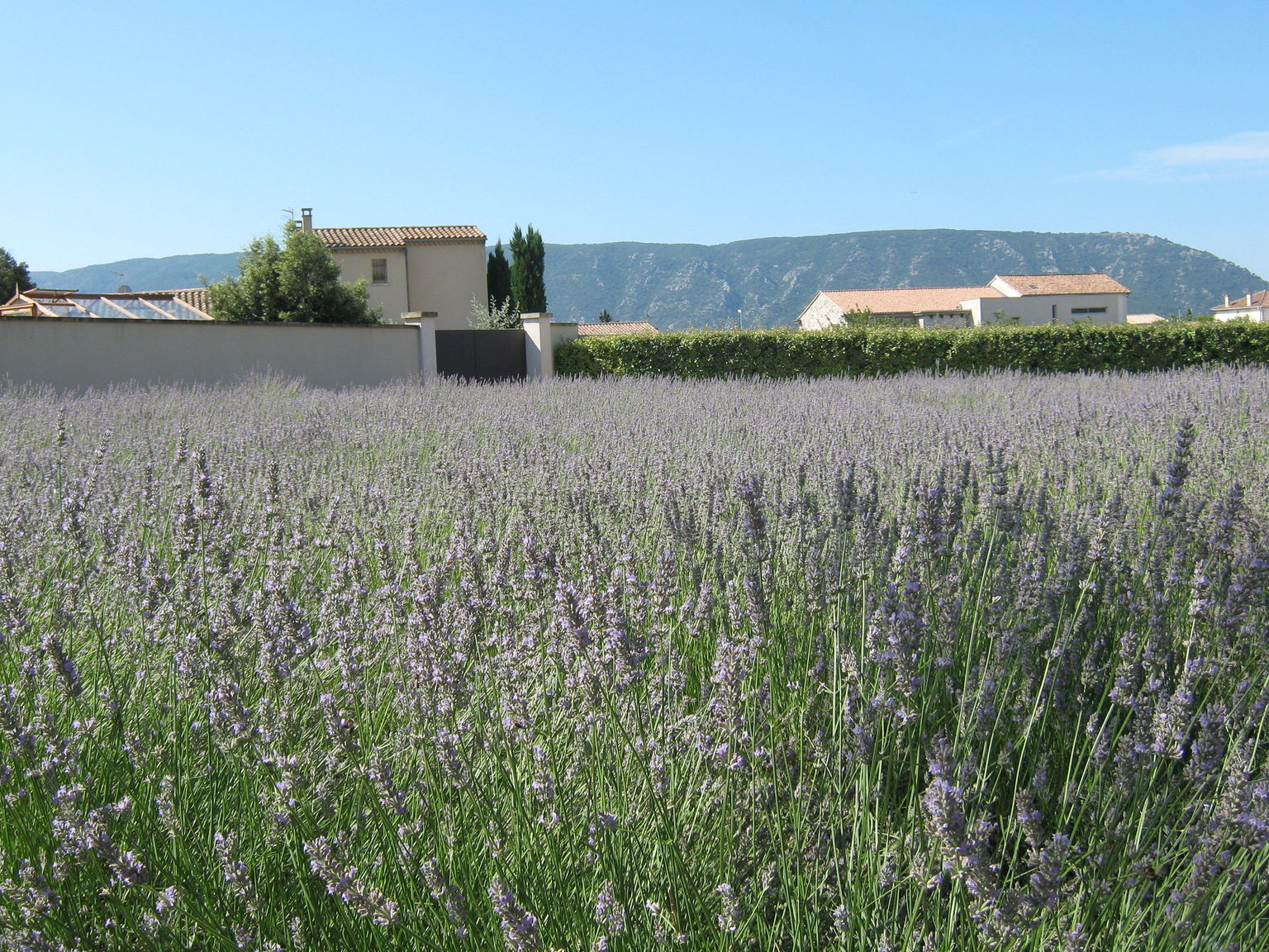 View from the Lavender museum