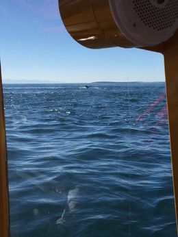 Photo of Humpback Whale We were able to catch a glimpse of a humpback whale on its deep dive! So amazing!!!! , William R - October 2015