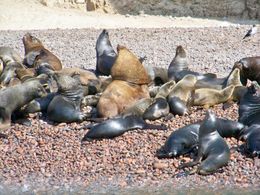 Photo of Nazca Lines Air Tour and Ballestas Islands Day-Trip Closeup shot of bull sea lions and his harem at Ballesta Islands, Tim Leffel - August 2011