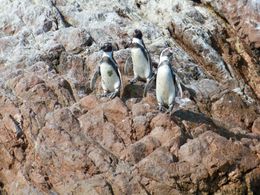 Photo of Nazca Lines Air Tour and Ballestas Islands Day-Trip Cute Humboldt Penguins at Ballesta Islands seem to be posing for photos!, Tim Leffel - August 2011
