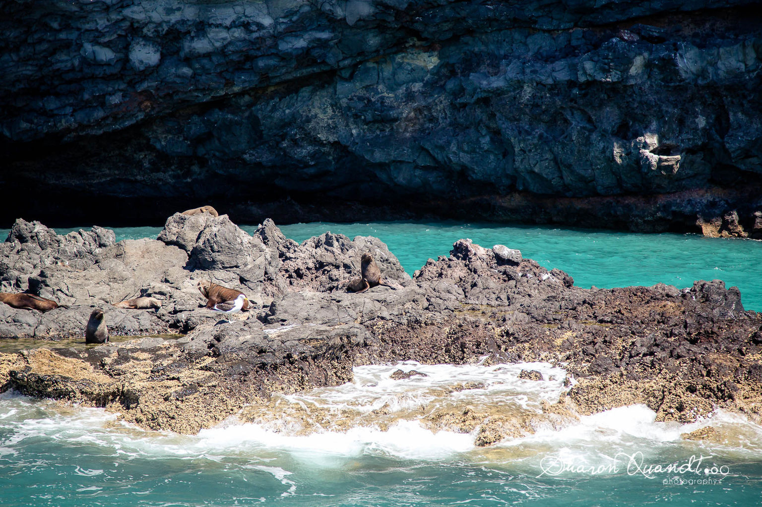 Seals sunning themselves