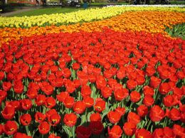 Photo of Keukenhof Gardens, Netherlands A never ending road of brightly colored tulips., Robert B - May 2009