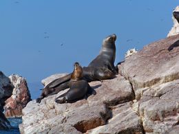 Photo of Nazca Lines Air Tour and Ballestas Islands Day-Trip Sea lions sunning on the rocks at Ballesta Islands, Tim Leffel - August 2011