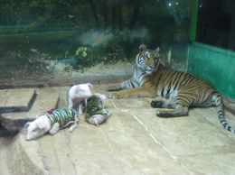 Photo of Tiger and piglets! The many animals you can see at the zoo can get confusing for all!, Monique N - September 2009