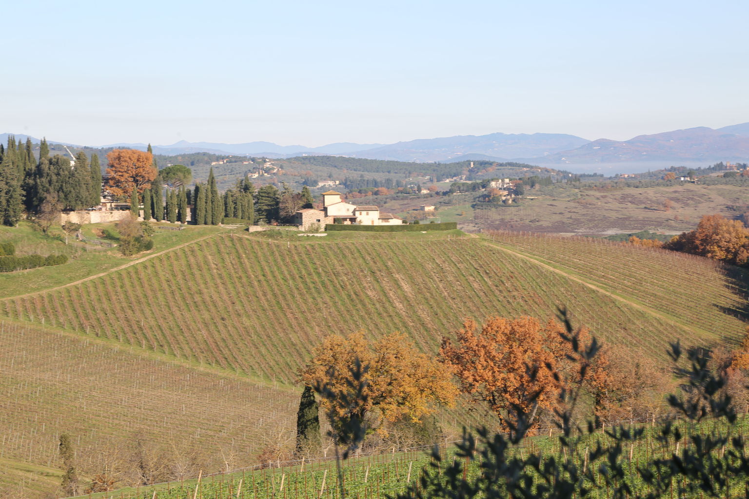 View of Vineyard