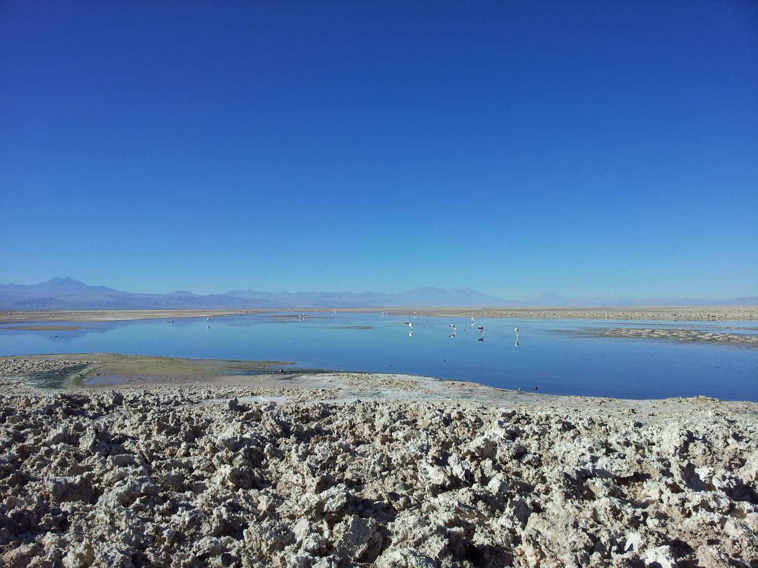 Elegant Andean flamingos on the salt flats in Atacama.