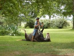 Photo of Gaucho Skills Gaucho Skills demostration at Estancia Ombu de Areco , Frank U - October 2015