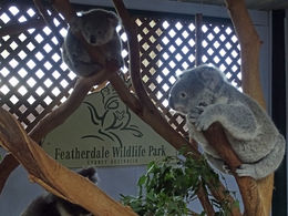 Photo of Koalas! The Featherdale Wildlife Zoo is small, but it is a fantastic way to continue the tour after the nature walk. , Jason C - May 2016