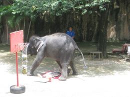 Photo of Elephant show This was my favourite show. The elephants play basketball, dance and give massages to volunteers from the audience. The elephants are very cute and look like they are having so much fun!, Monique N - September 2009