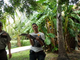 Photo of me with a little alligator if you want to support the park, you can take a picture for just 3 dollars , Nim J - October 2012