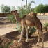 Photo of Marrakech Vol en montgolfière au-dessus des montagnes de l'Atlas au départ de Marrakech, avec petit déjeuner berbère et promenade à dos de chameau dans le ... 