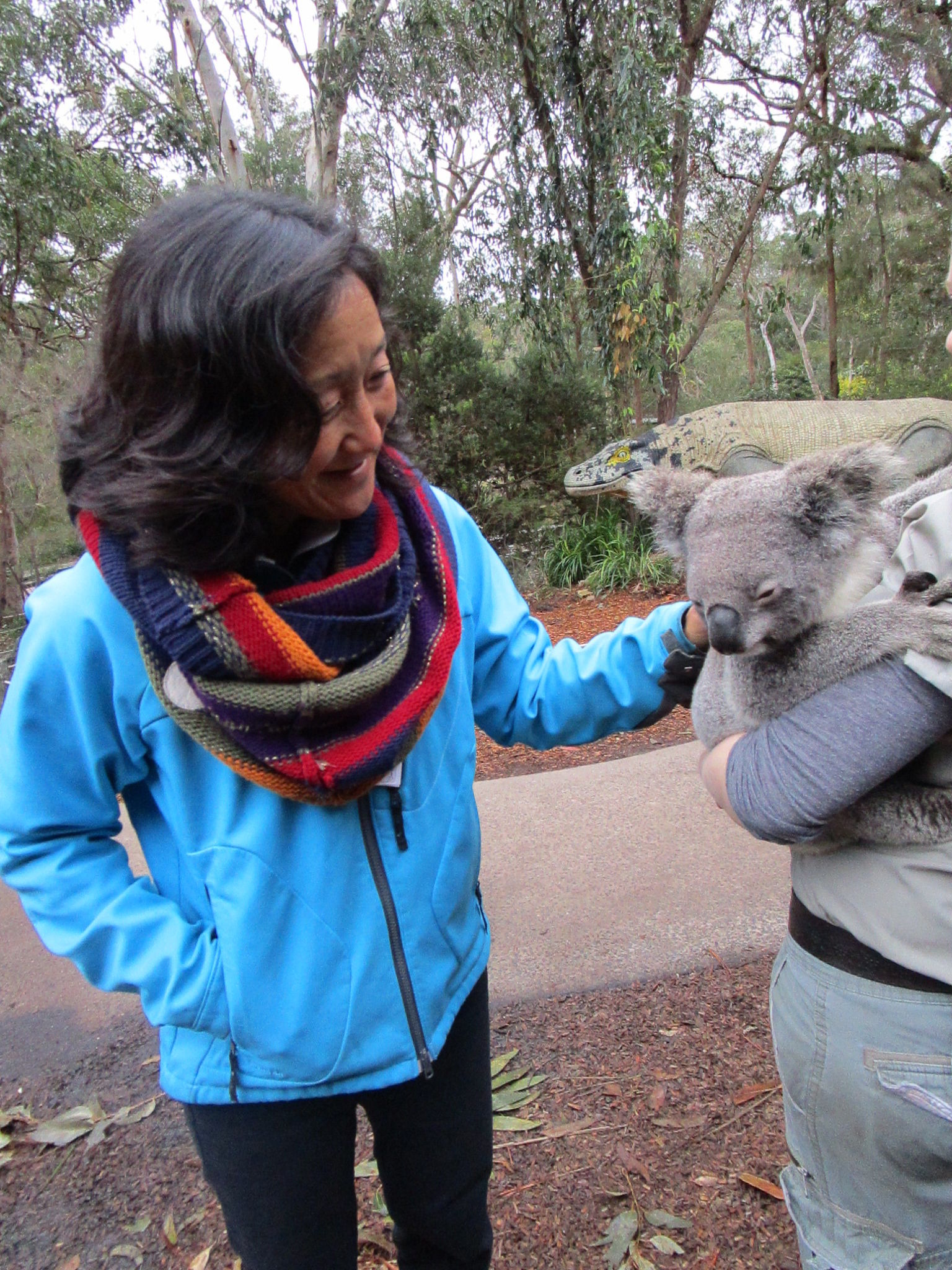 Meeting a koala