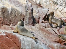 Photo of Nazca Lines Air Tour and Ballestas Islands Day-Trip These sea lions don't seem to mind the guano as they get some sun at Ballesta Islands, Tim Leffel - August 2011