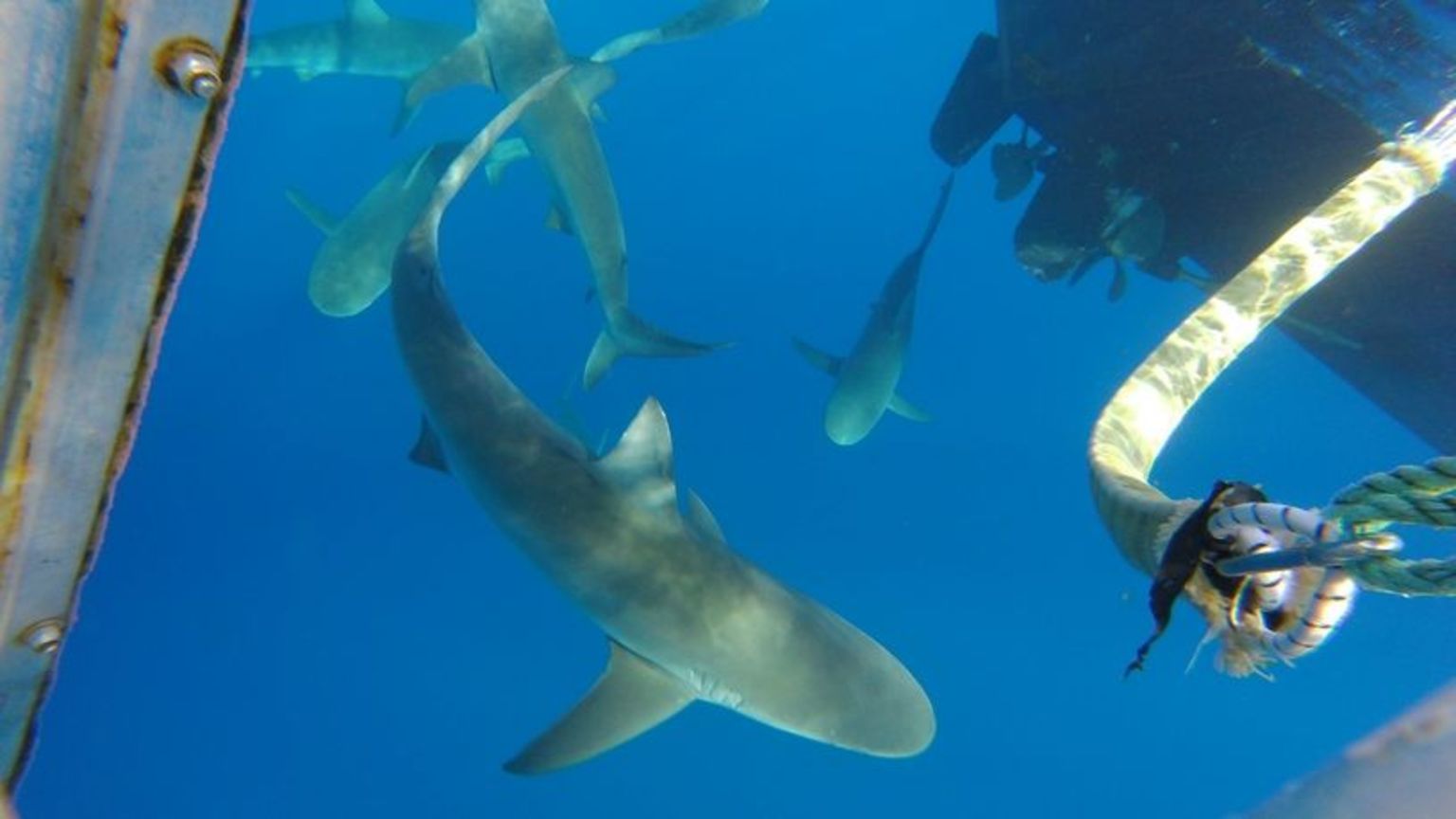 Oahu Shark Diving