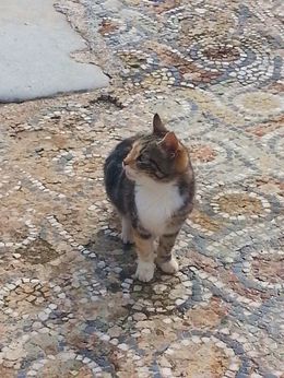 Photo of Ephesus Cats A lot of cats at Ephesus, especially on the mosaics. I think they work for the Ministry of Tourism. , Amy C - December 2012