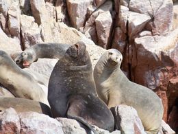 Photo of Nazca Lines Air Tour and Ballestas Islands Day-Trip Candid family photo: sea lions at Ballesta Islands showing their best sides to the camera, Tim Leffel - August 2011
