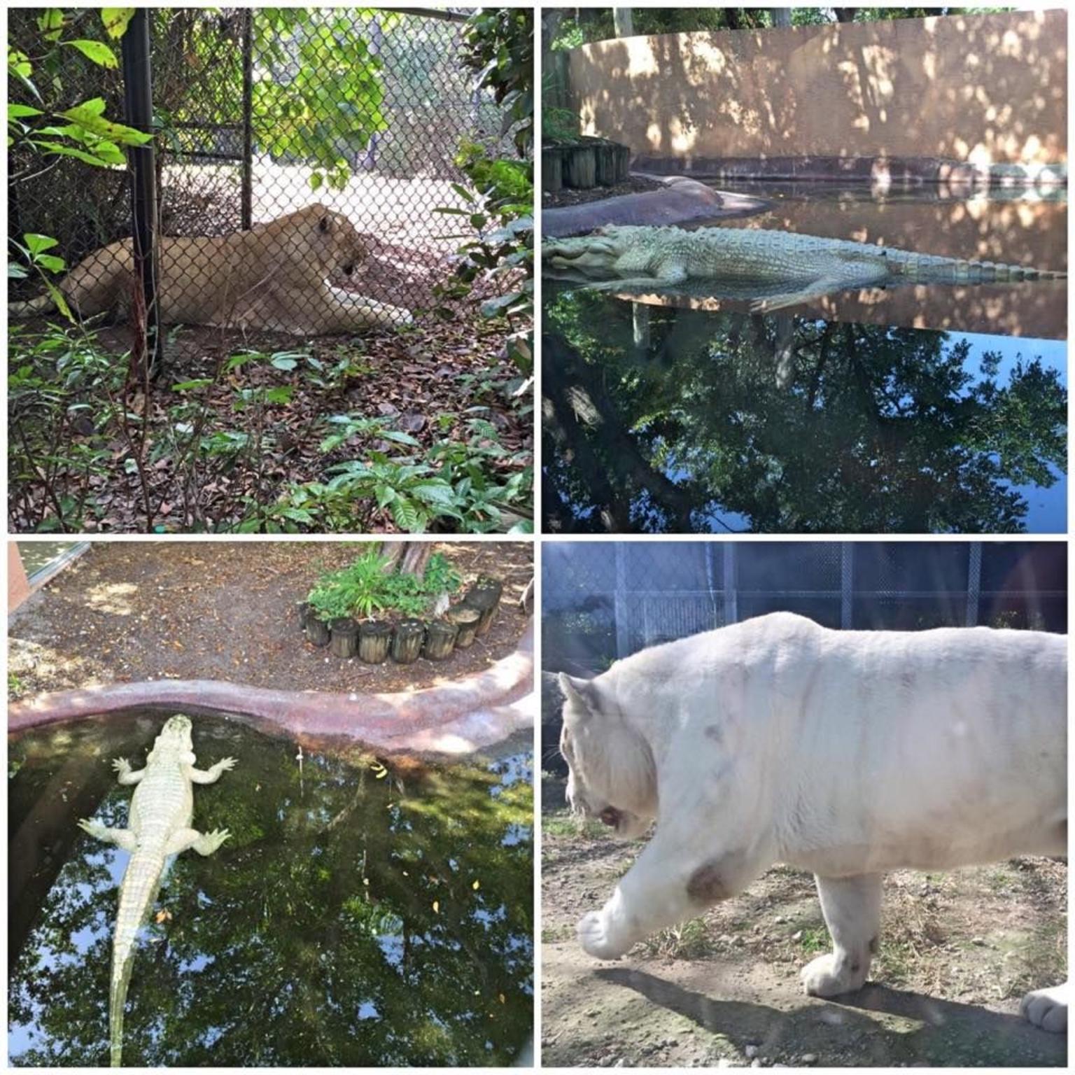 Jungle Island