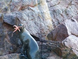 Photo of Nazca Lines Air Tour and Ballestas Islands Day-Trip This sea lion at the Ballesta Islands is showing off the star fish she just caught!, Tim Leffel - August 2011