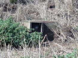 Photo of Penguin in the hiding Taken at the Nobbies (tip of the island). We can't take pictures of the penguins at the parade but we found some hiding in these artificial habitats made for them here. , iamagolfer - February 2015