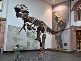 Photo of Senckenberg museum, Frankfurt. I am an amateur photographer. I hope you like these pictures of dinosaur skeletons taken in the Senckenberg museum, Frankfurt. , David Lally - November 2014