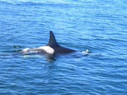 Photo of Sneak Peek! There were so many whales around us, that our cameras could barely keep up!, Stephanie G - October 2009