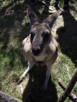 Photo of So cute! I made a new friend today! Feeding the kangaroos was probably the highlight of my whole trip. So adorable and gentle. Amazing to be able to get that close to them. , mmks - May 2014