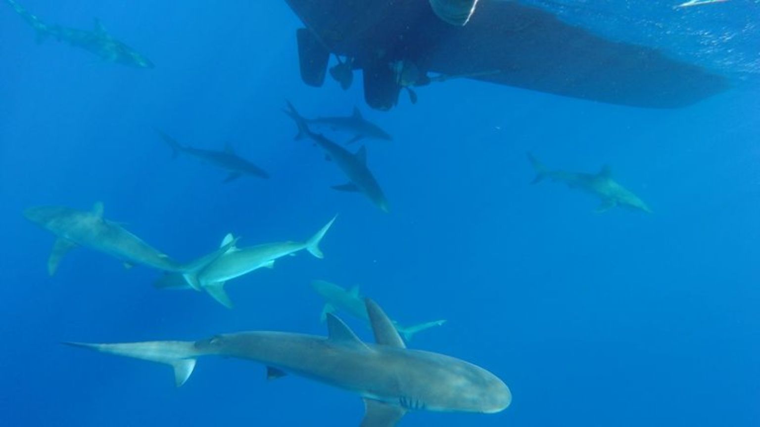 Oahu Shark Diving