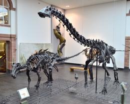 Photo of Senckenberg museum, Frankfurt. I am an amateur photographer. I hope you like these pictures of dinosaur skeletons taken in the Senckenberg museum, Frankfurt. , David Lally - November 2014