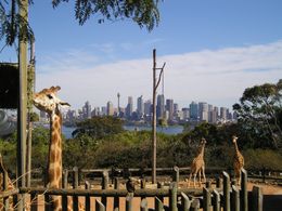 Photo of Taronga Zoo - Giraffes and Sydney skyline Taronga Zoo: This is why they say the giraffes have the best view of Sydney., Christine C - July 2008